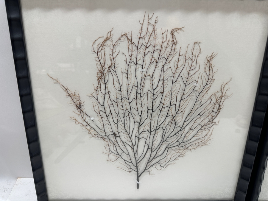 Pair Of Shadowbox Framed Natural Coral Sea Fans Each Frame Measures 17 X 17 [Photo 2]