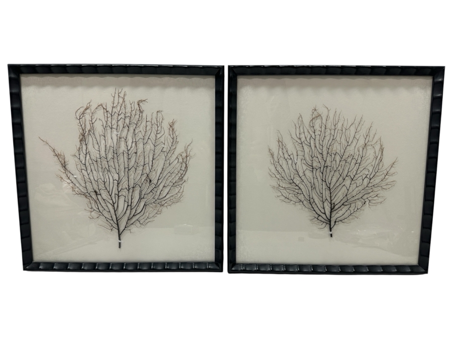 Pair Of Shadowbox Framed Natural Coral Sea Fans Each Frame Measures 17 X 17