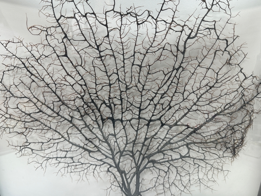 Shadowbox Framed Natural Coral Sea Fan 24 X 19.5 [Photo 5]