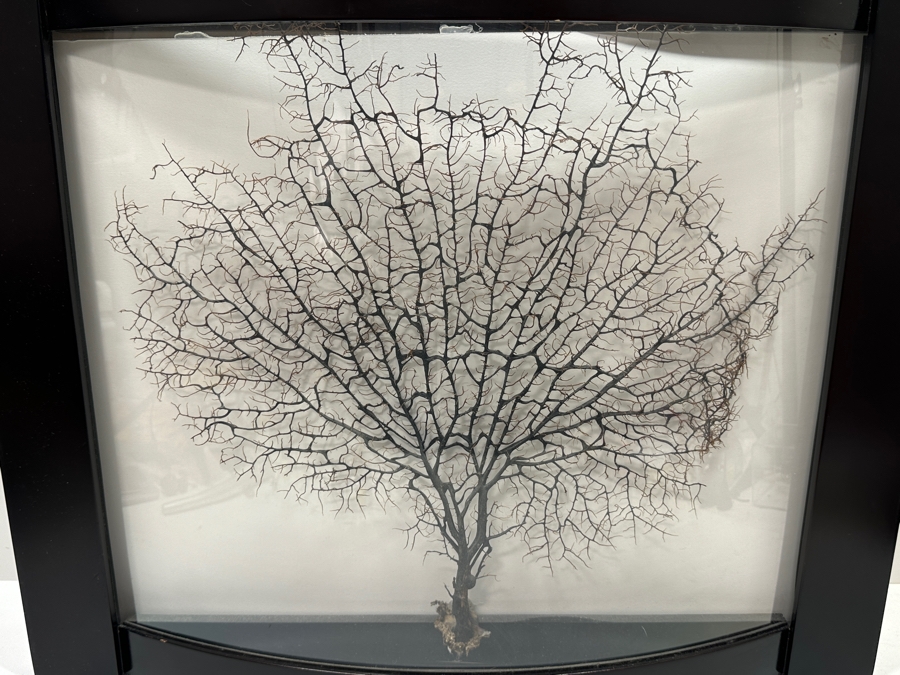 Shadowbox Framed Natural Coral Sea Fan 24 X 19.5 [Photo 2]