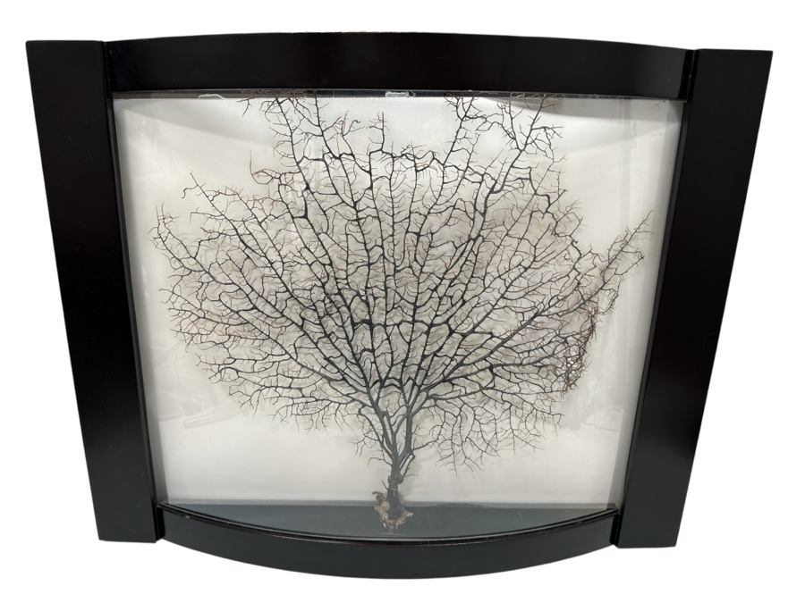 Shadowbox Framed Natural Coral Sea Fan 24 X 19.5