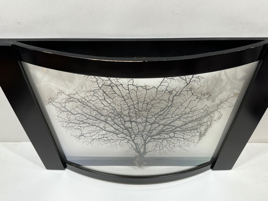 Shadowbox Framed Natural Coral Sea Fan 24 X 19.5 [Photo 3]