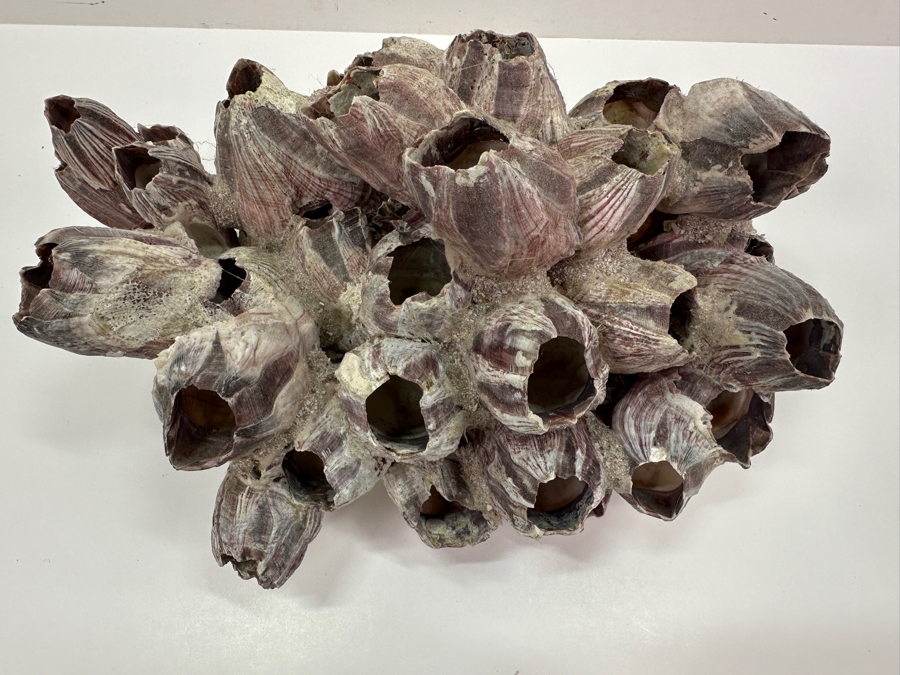 Just Added - Organic Purple Barnacles Cluster 12W X 8D X 6H [Photo 3]