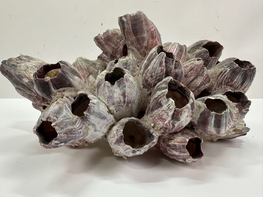 Just Added - Organic Purple Barnacles Cluster 12W X 8D X 6H [Photo 2]