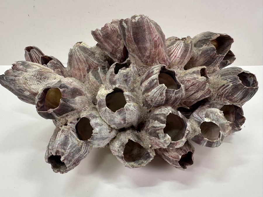 Just Added - Organic Purple Barnacles Cluster 12W X 8D X 6H