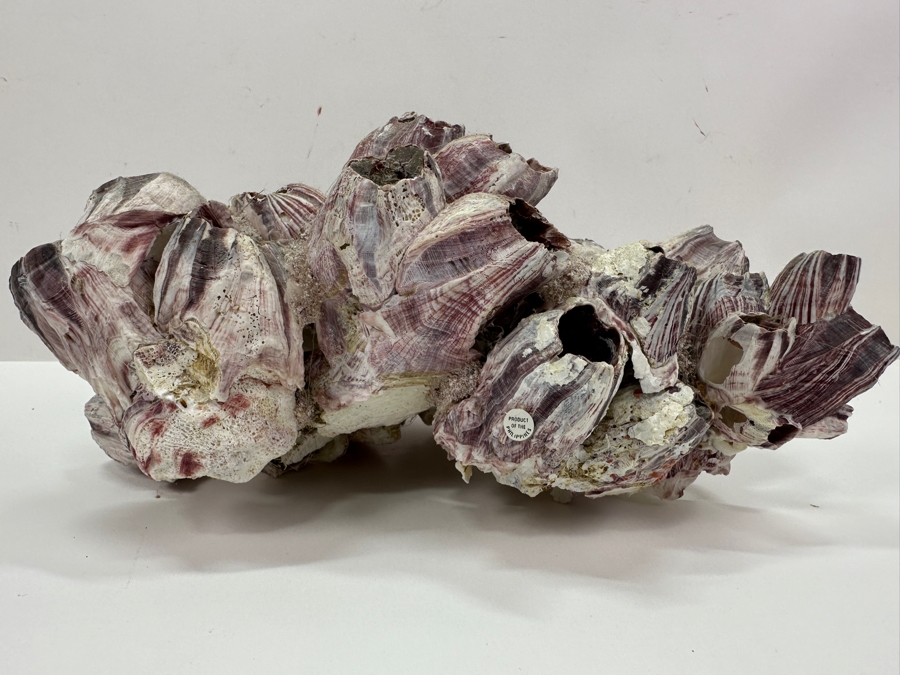 Just Added - Organic Purple Barnacles Cluster 12W X 8D X 6H [Photo 4]