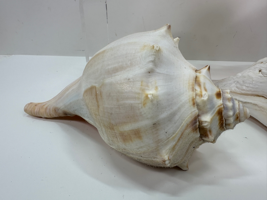 Just Added - (4) Organic Conch Seashells [Photo 5]