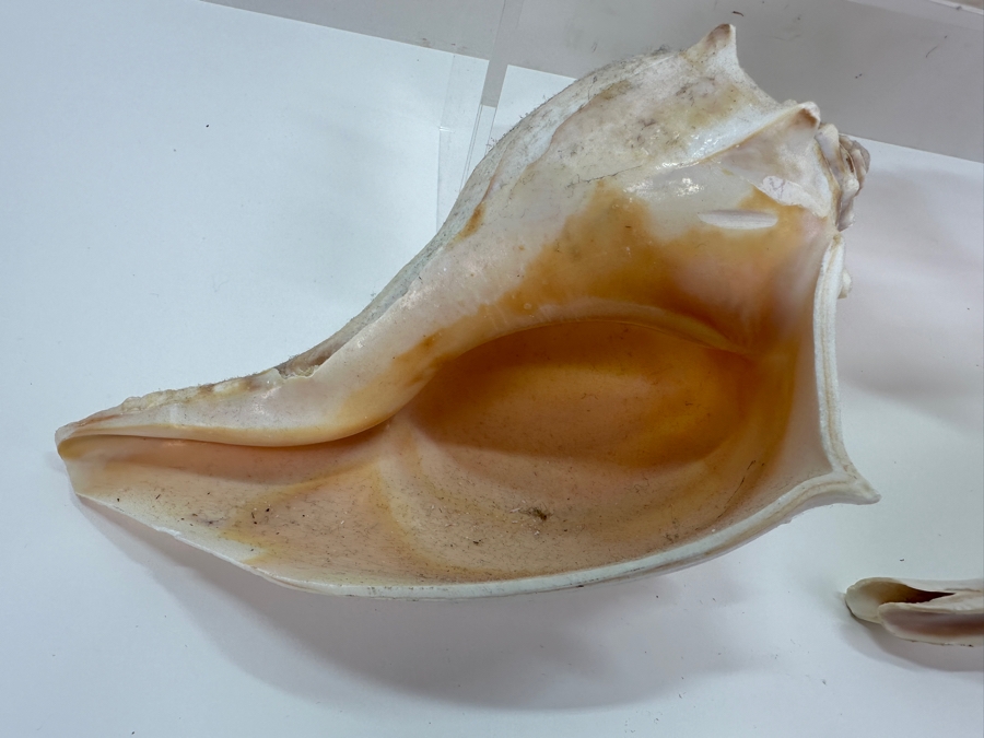 Just Added - (4) Organic Conch Seashells [Photo 6]