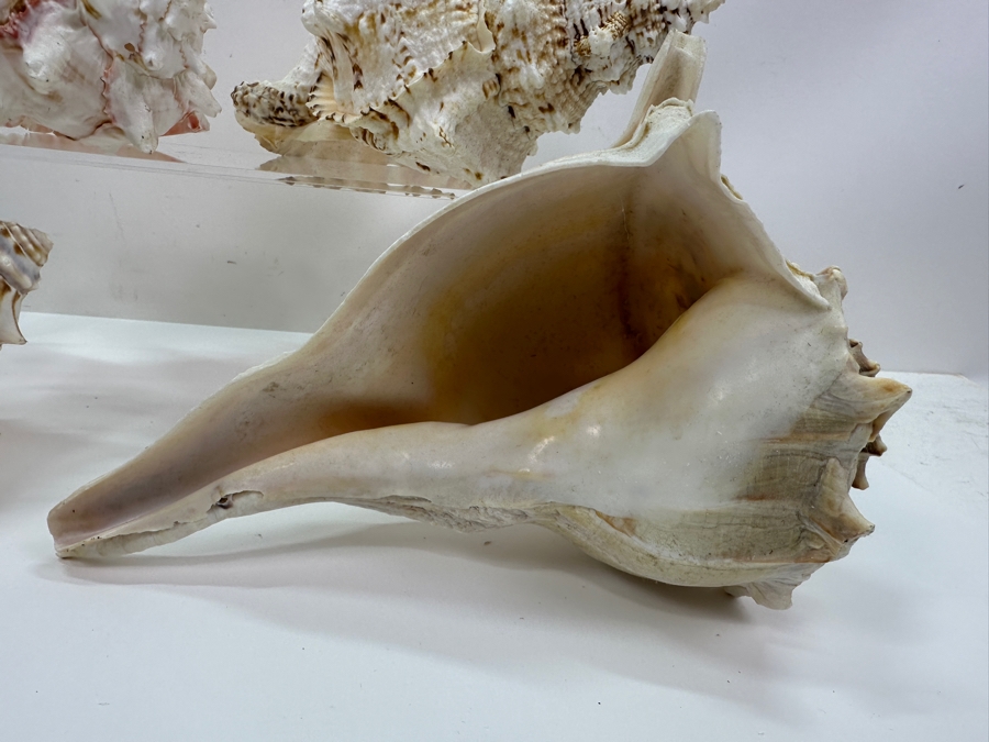 Just Added - (4) Organic Conch Seashells [Photo 7]
