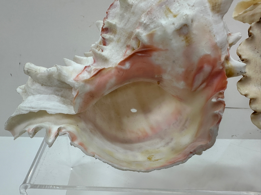 Just Added - (4) Organic Conch Seashells [Photo 9]