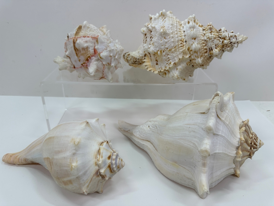 Just Added - (4) Organic Conch Seashells