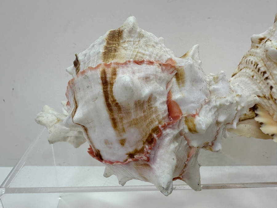 Just Added - (4) Organic Conch Seashells [Photo 3]