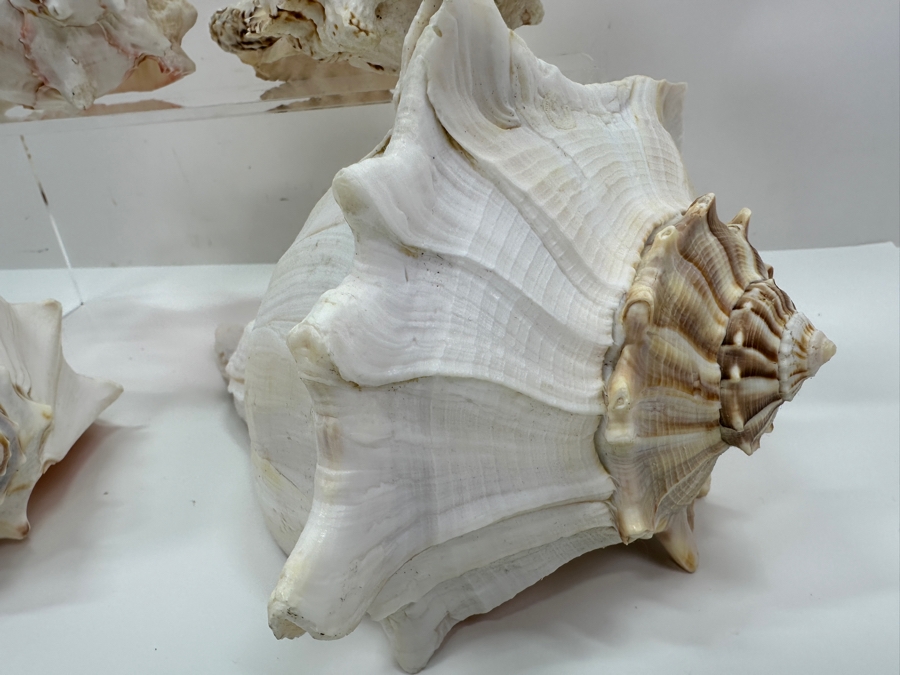 Just Added - (4) Organic Conch Seashells [Photo 4]