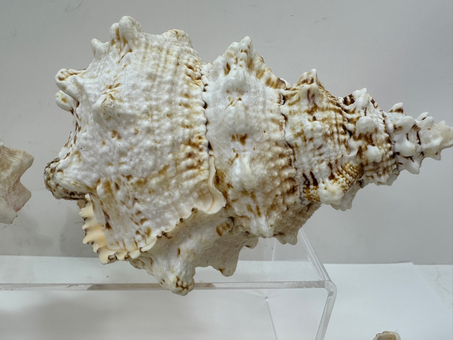 Just Added - (4) Organic Conch Seashells [Photo 2]
