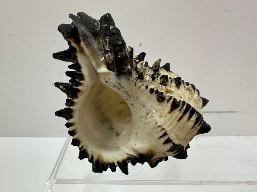 Just Added - (6) Organic Seashells [Photo 10]