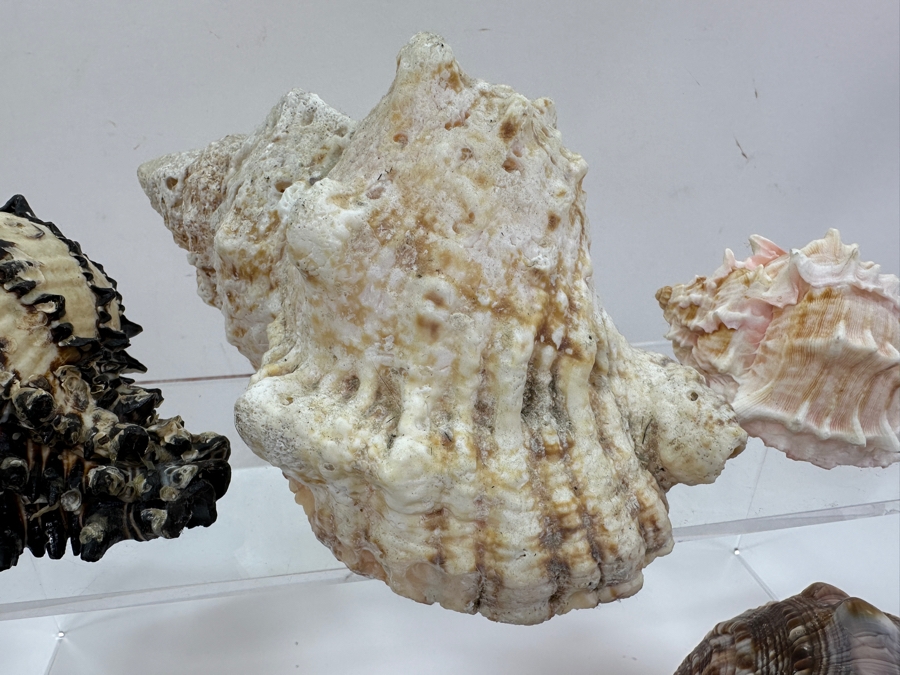 Just Added - (6) Organic Seashells [Photo 5]