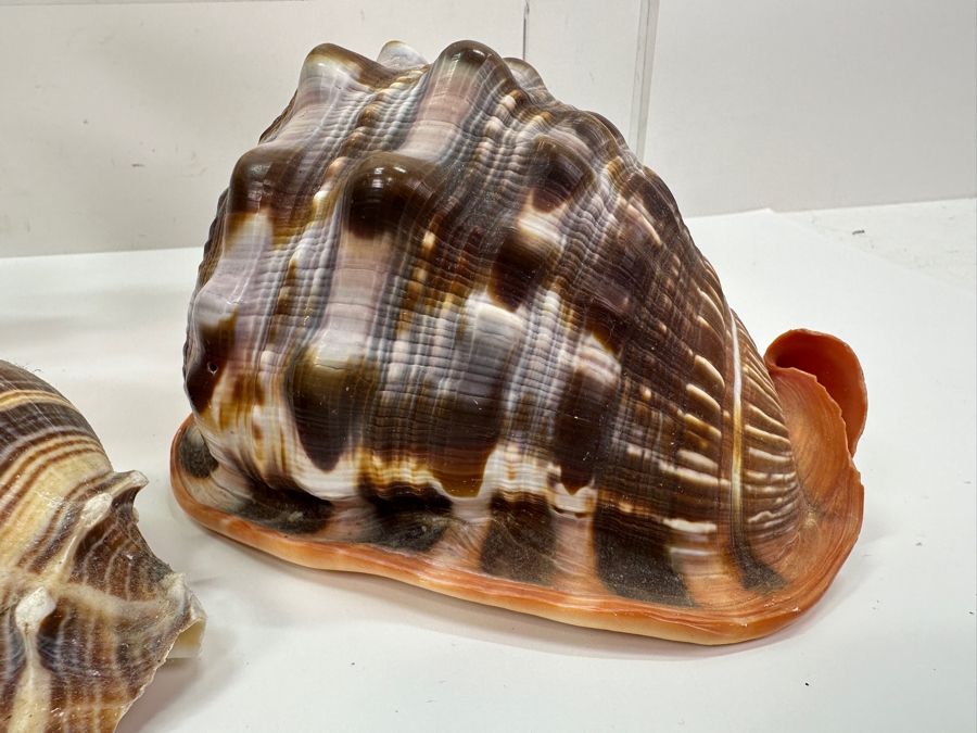 Just Added - (6) Organic Seashells [Photo 3]