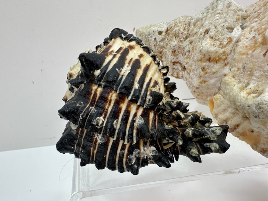 Just Added - (6) Organic Seashells [Photo 4]