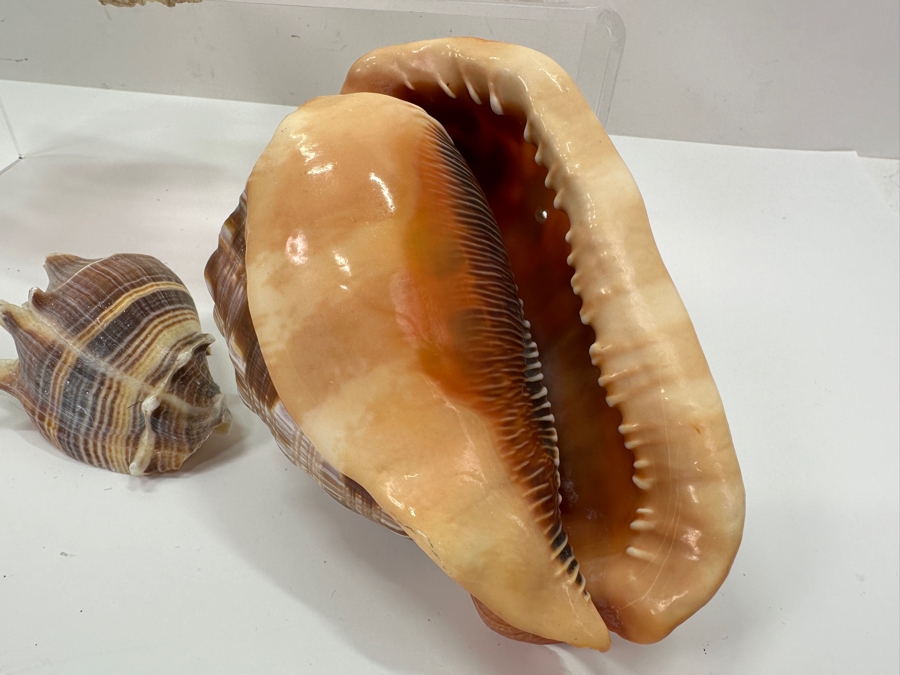 Just Added - (6) Organic Seashells [Photo 7]