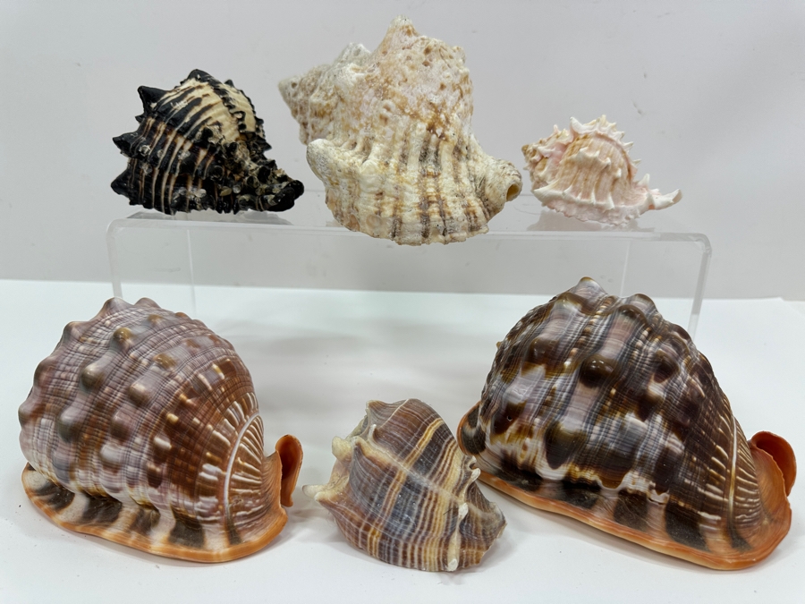 Just Added - (6) Organic Seashells