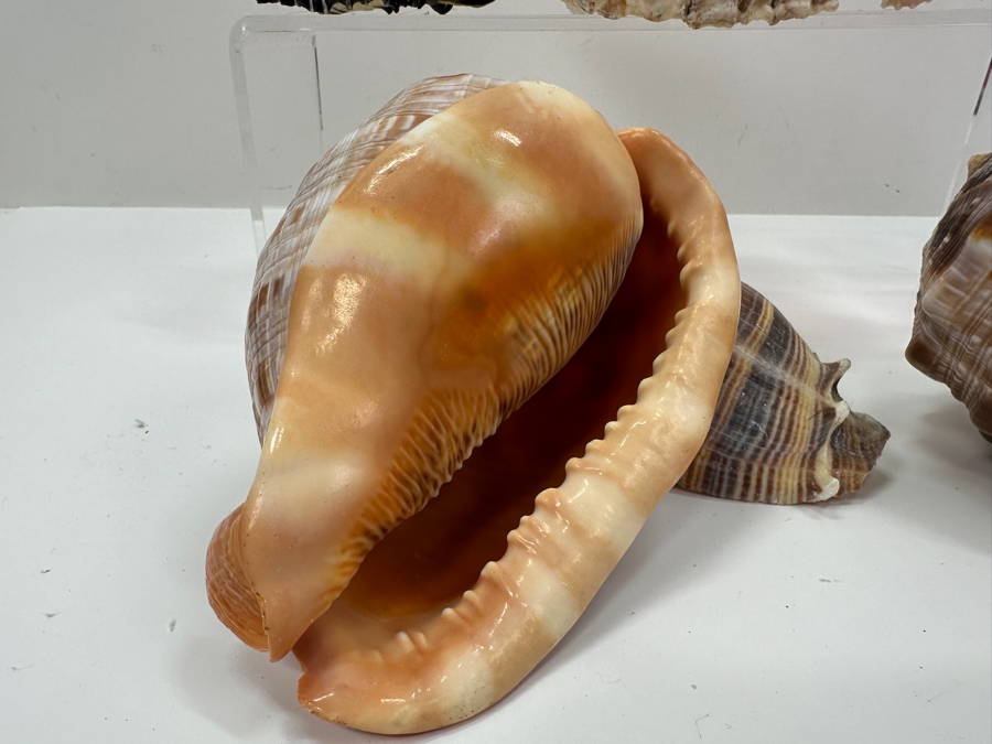 Just Added - (6) Organic Seashells [Photo 8]