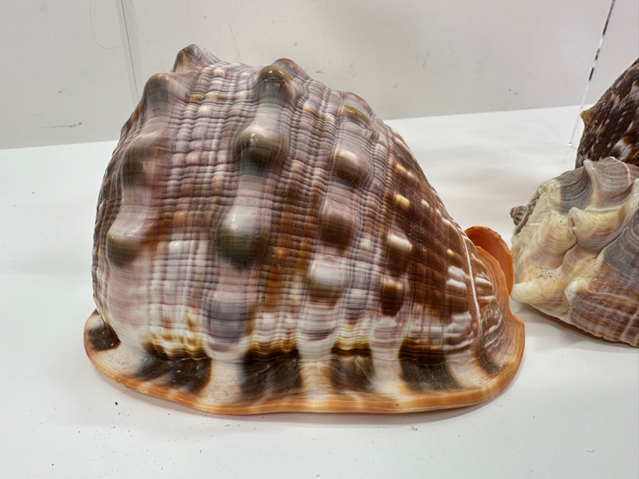 Just Added - (6) Organic Seashells [Photo 2]