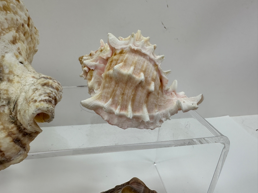 Just Added - (6) Organic Seashells [Photo 6]