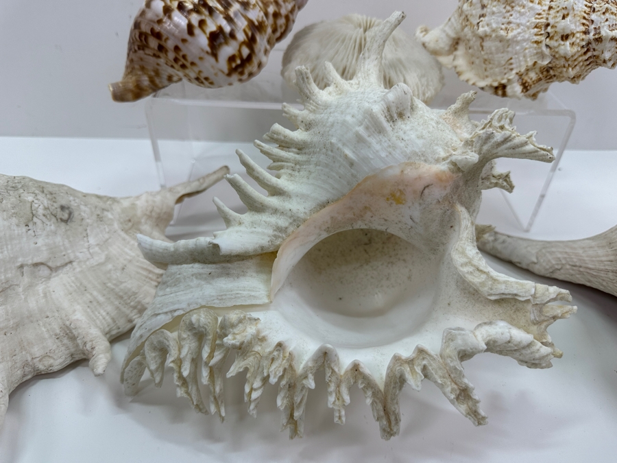 Just Added - (5) Organic Seashells And Mushroom Sea Coral [Photo 6]