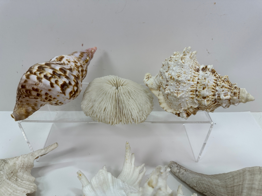 Just Added - (5) Organic Seashells And Mushroom Sea Coral [Photo 5]