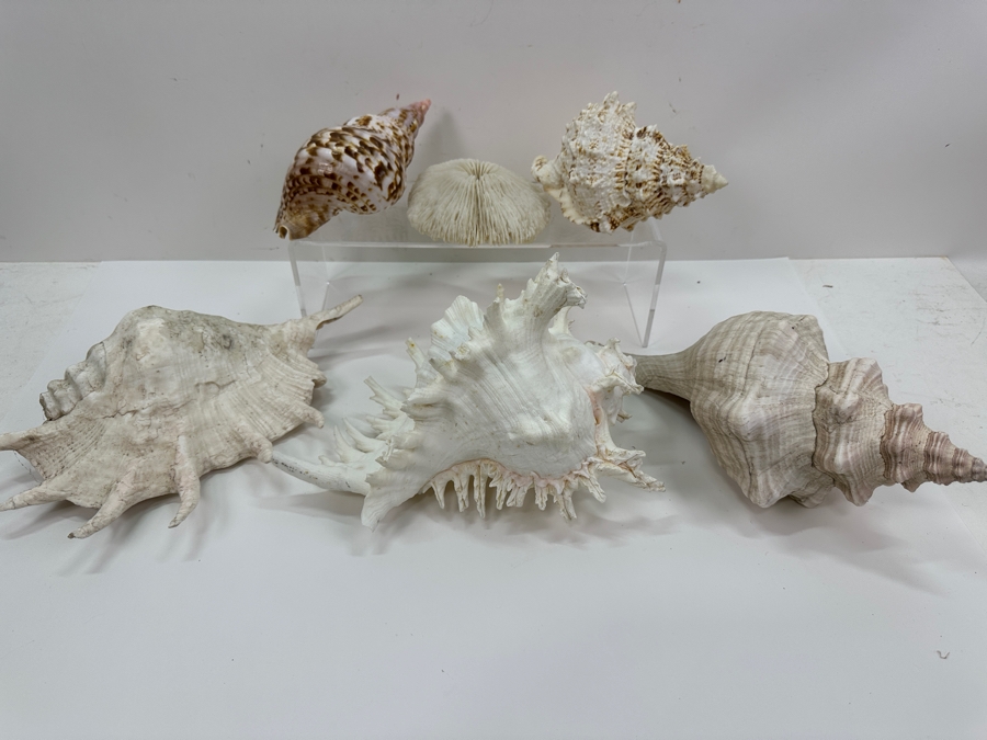 Just Added - (5) Organic Seashells And Mushroom Sea Coral