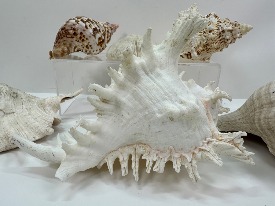 Just Added - (5) Organic Seashells And Mushroom Sea Coral [Photo 2]