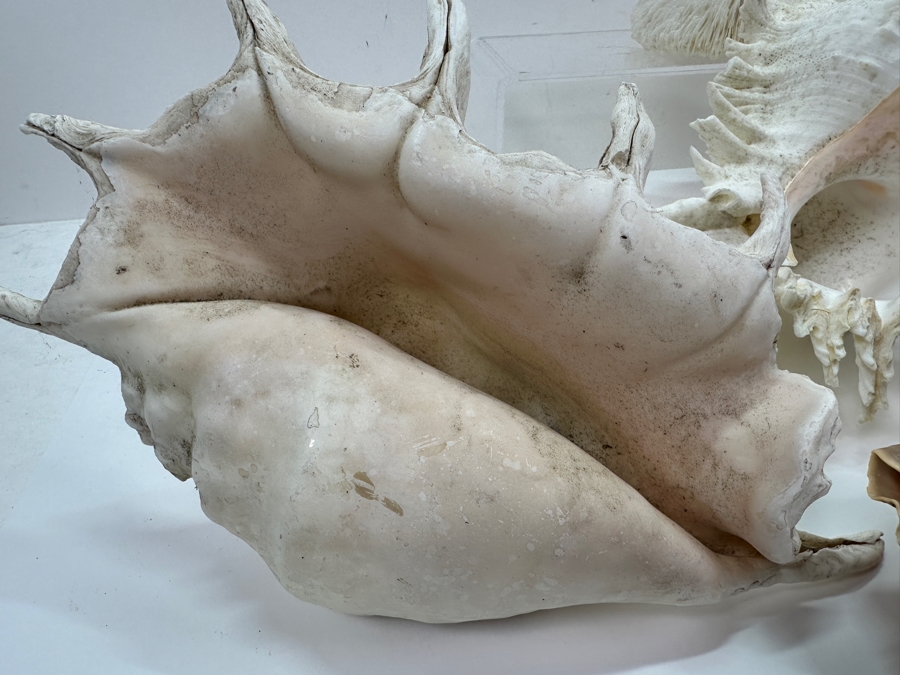 Just Added - (5) Organic Seashells And Mushroom Sea Coral [Photo 9]