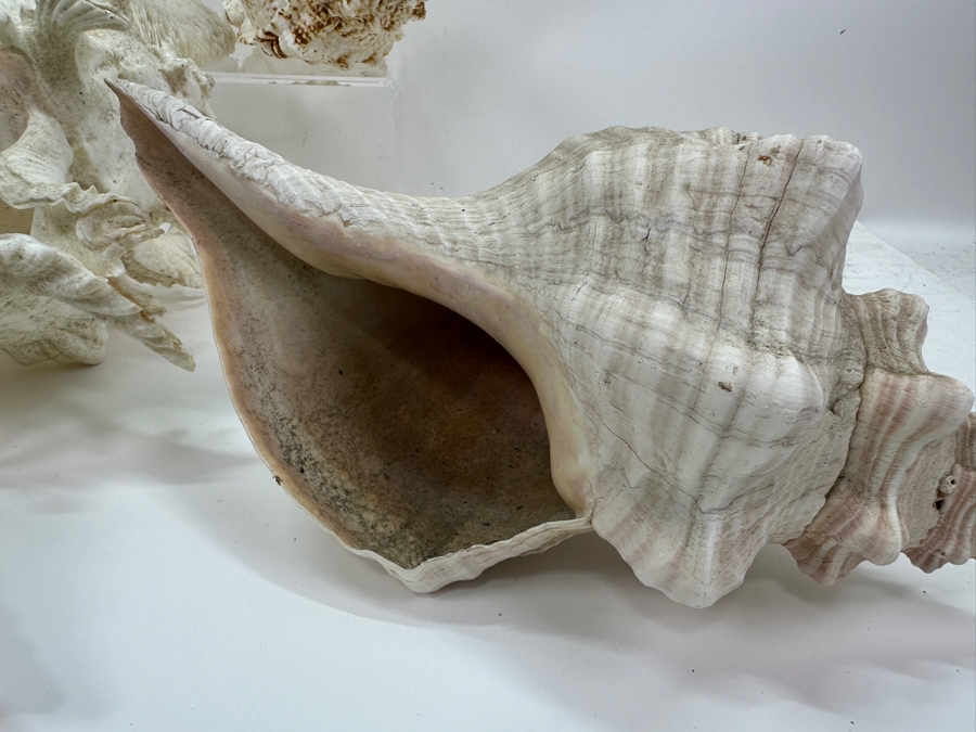 Just Added - (5) Organic Seashells And Mushroom Sea Coral [Photo 8]