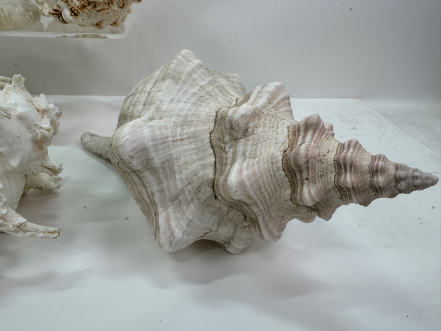 Just Added - (5) Organic Seashells And Mushroom Sea Coral [Photo 4]