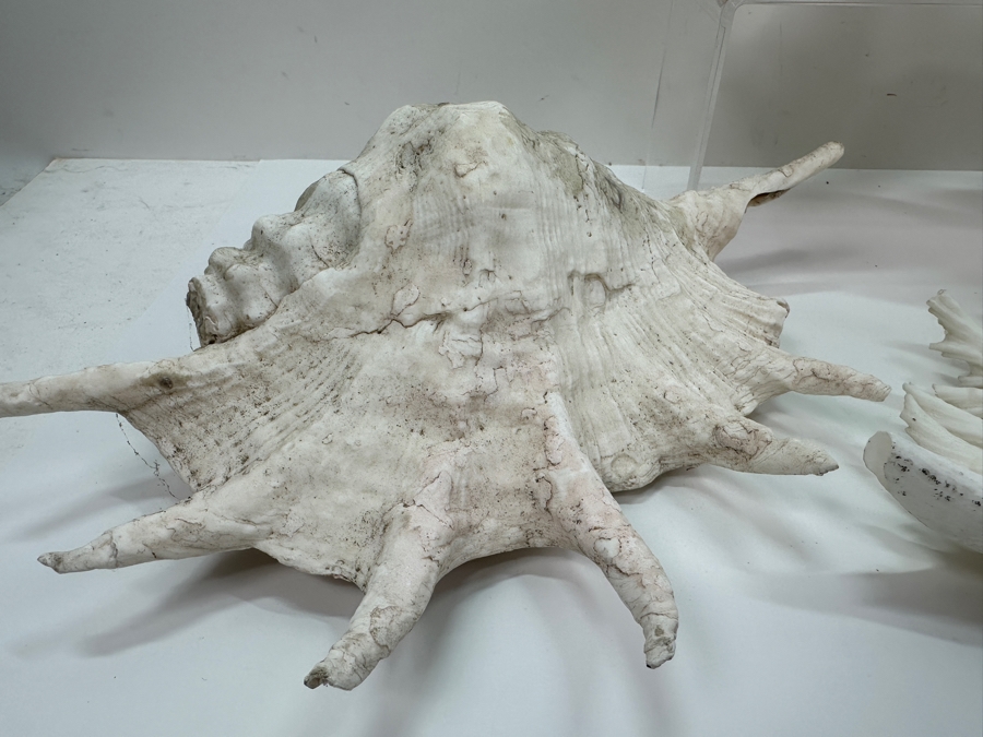 Just Added - (5) Organic Seashells And Mushroom Sea Coral [Photo 3]