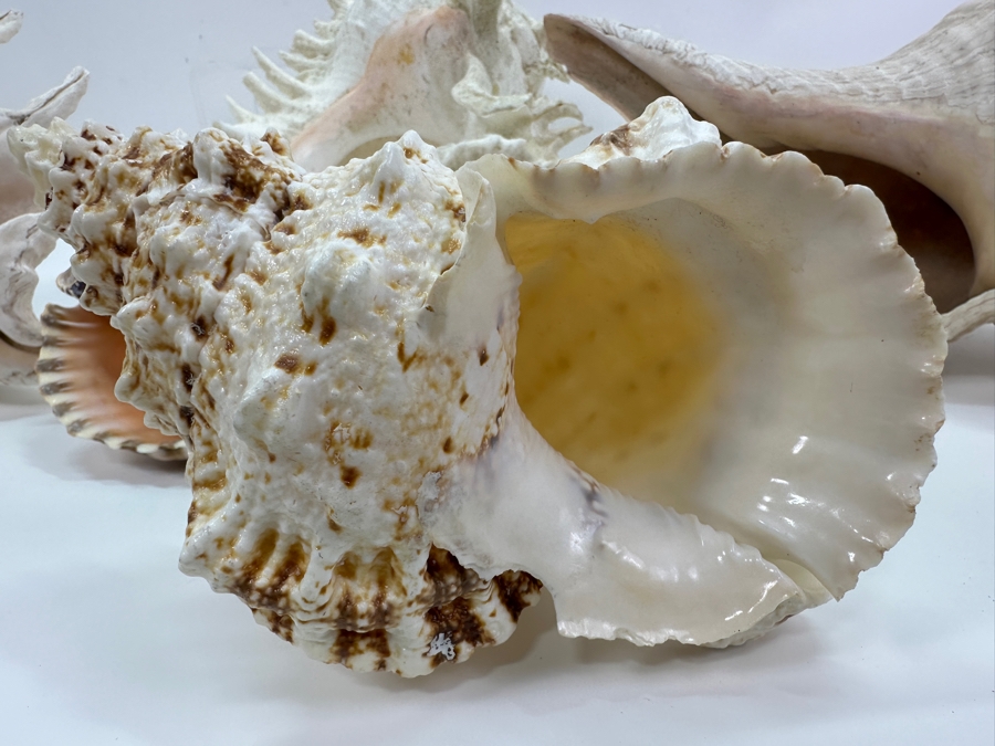 Just Added - (5) Organic Seashells And Mushroom Sea Coral [Photo 10]