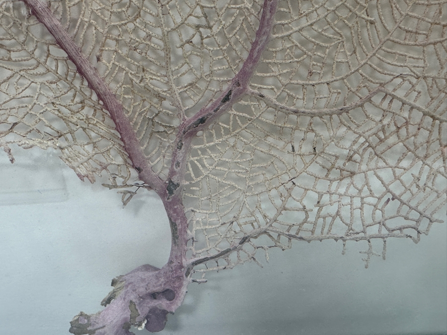 Just Added - Shadowbox Framed Natural Coral Sea Fan 24W X 19.5H X 4.5D [Photo 4]