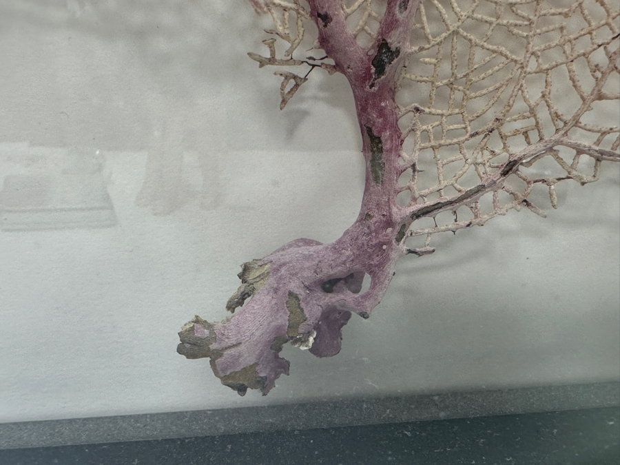 Just Added - Shadowbox Framed Natural Coral Sea Fan 24W X 19.5H X 4.5D [Photo 3]