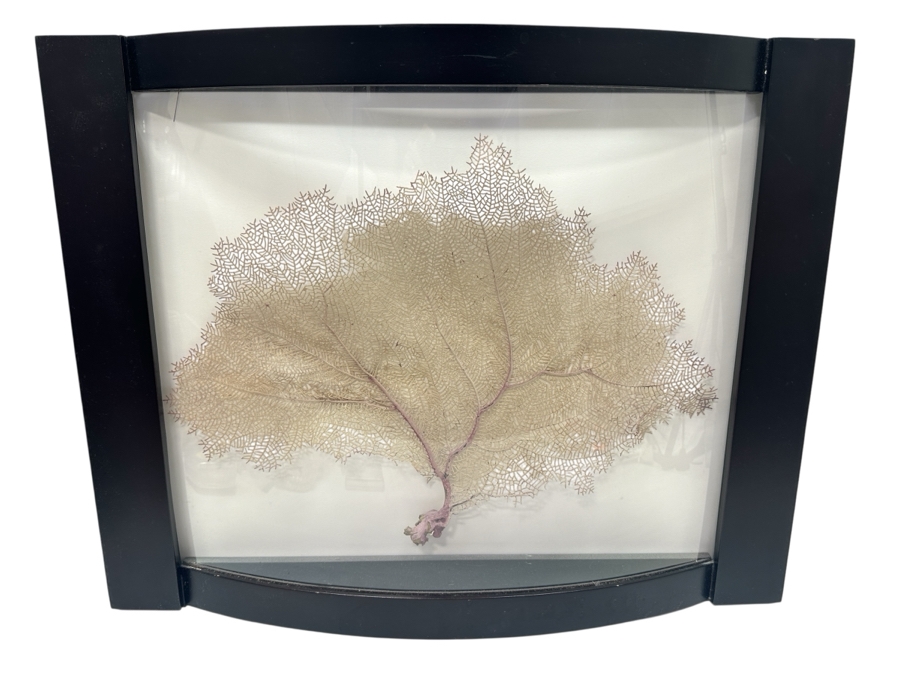 Just Added - Shadowbox Framed Natural Coral Sea Fan 24W X 19.5H X 4.5D