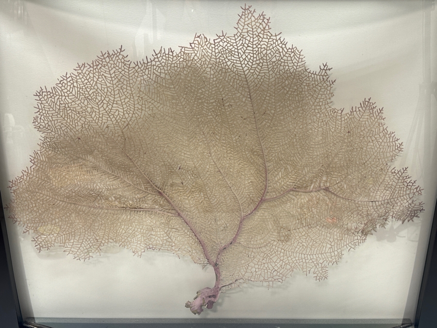 Just Added - Shadowbox Framed Natural Coral Sea Fan 24W X 19.5H X 4.5D [Photo 2]