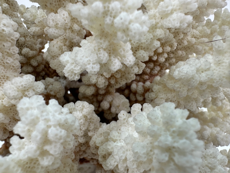 Organic White Cauliflower Coral Piece 9'W x 6'D X 7.5'H	 [Photo 3]