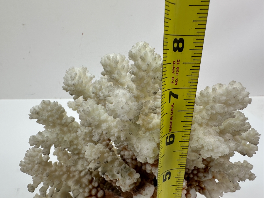 Organic White Cauliflower Coral Piece 9'W x 6'D X 7.5'H	 [Photo 8]