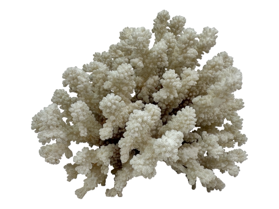 Organic White Cauliflower Coral Piece 9'W x 6'D X 7.5'H	