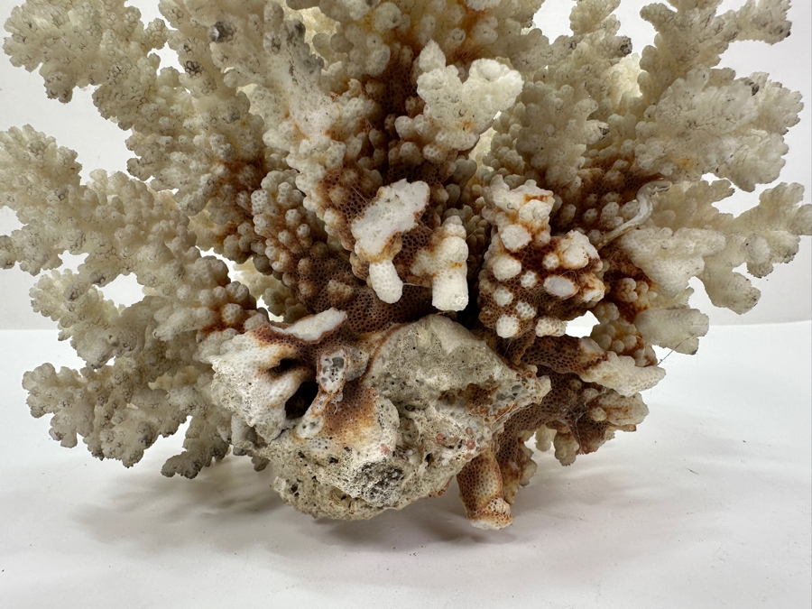 Organic White Cauliflower Coral Piece 9'W x 6'D X 7.5'H	 [Photo 6]