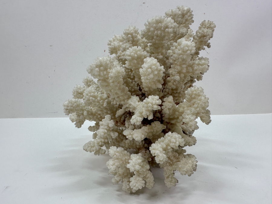 Organic White Cauliflower Coral Piece 9'W x 6'D X 7.5'H	 [Photo 4]