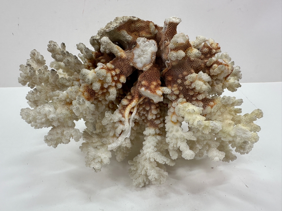 Organic White Cauliflower Coral Piece 9'W x 6'D X 7.5'H	 [Photo 7]