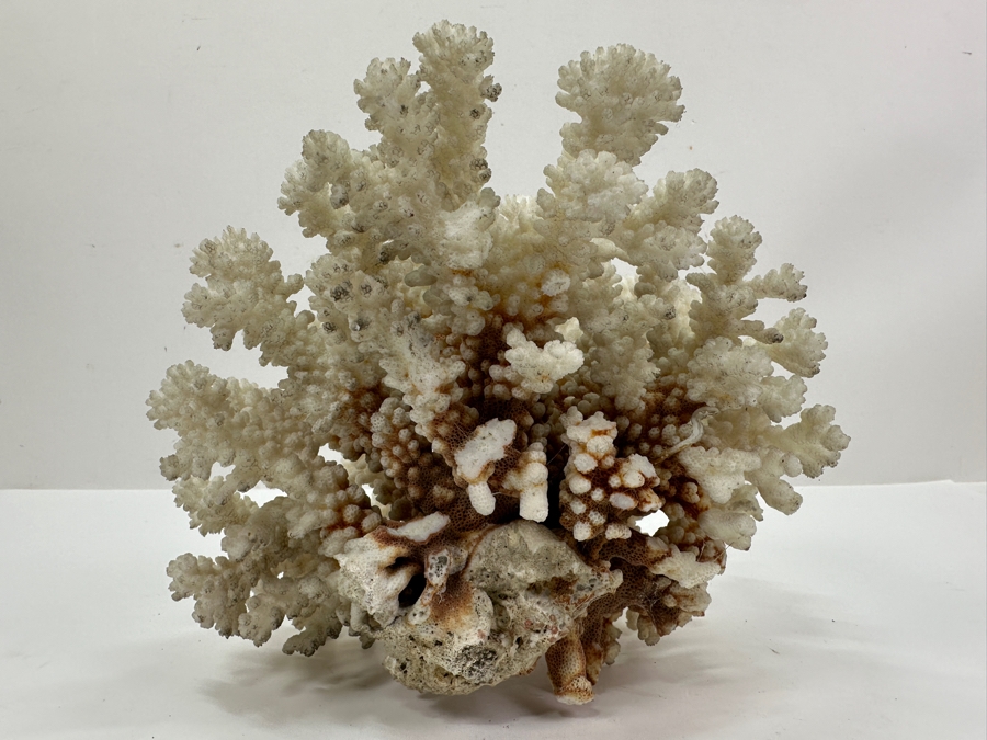 Organic White Cauliflower Coral Piece 9'W x 6'D X 7.5'H	 [Photo 5]