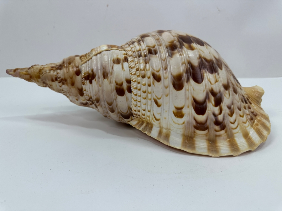 Large Triton Trumpet Organic Seashell 14'L [Photo 4]