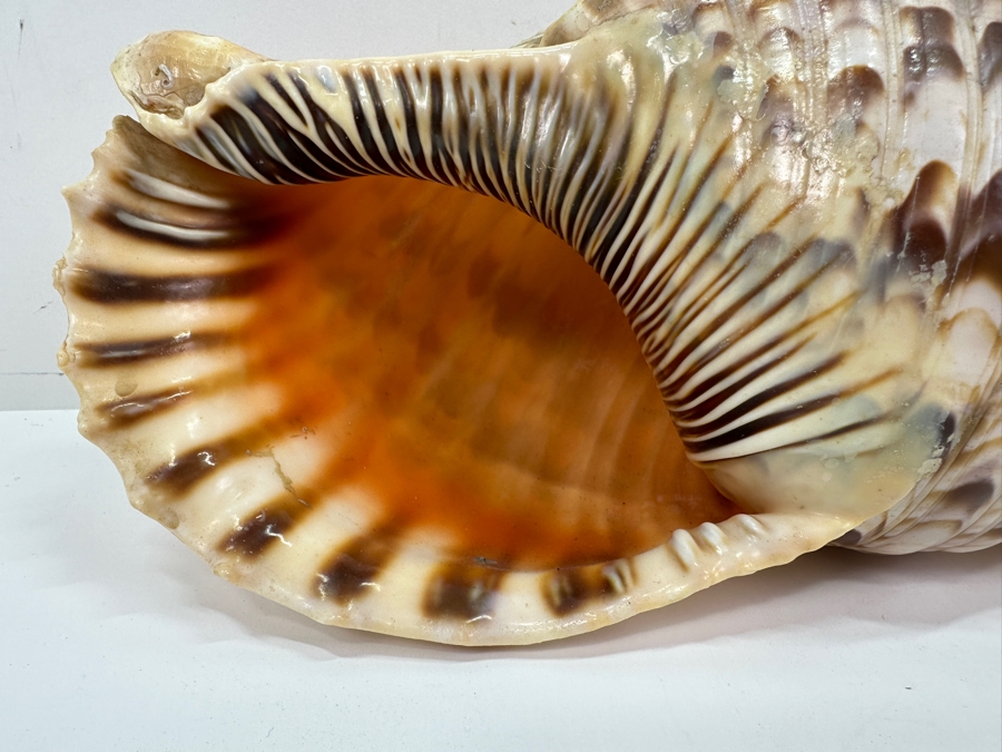 Large Triton Trumpet Organic Seashell 14'L [Photo 2]