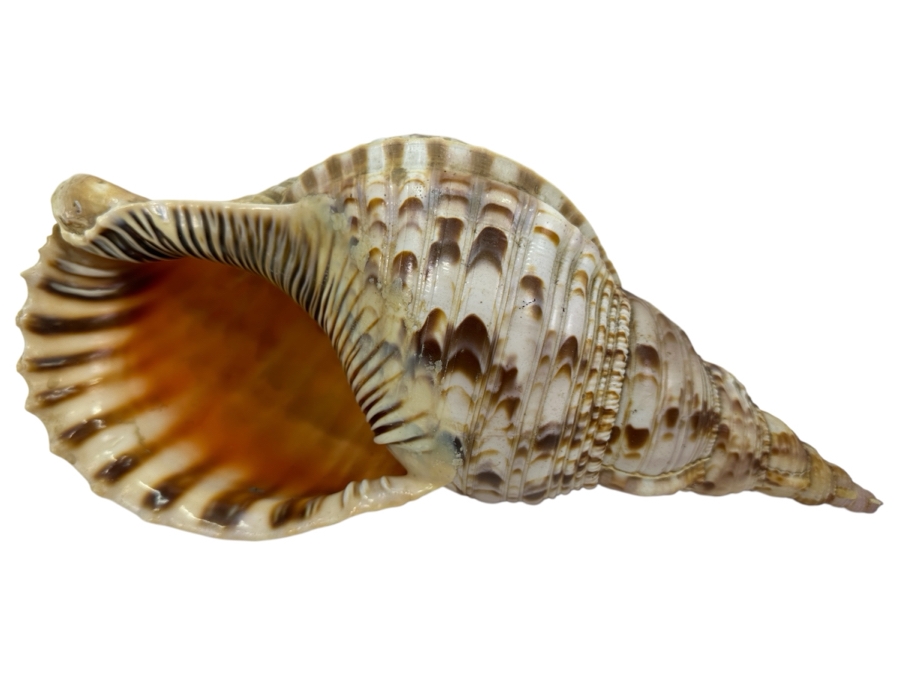 Large Triton Trumpet Organic Seashell 14'L